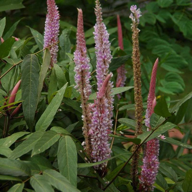 猫尾草是一种常常被运用在药用方面的植物,它属于多年生的一种亚灌木
