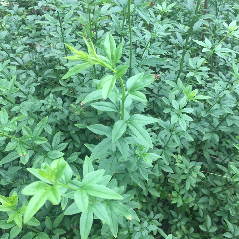 湖南郴州新葉苗圃,大量供應各種綠化色塊小苗,迎春花,黃素馨,金腰帶