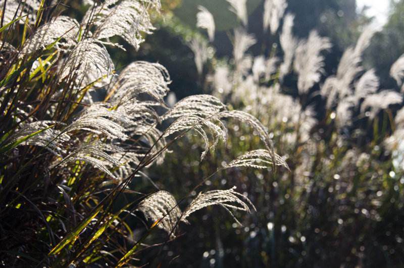 四川水生植物基地2019紫叶芦苇报价及大量供应