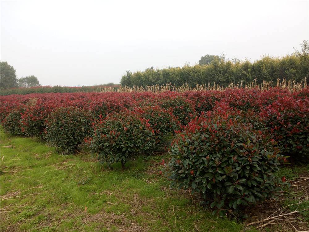 四川紅葉石楠球供應冠幅80100cm灌木球紅葉石楠灌叢植物球什麼價格