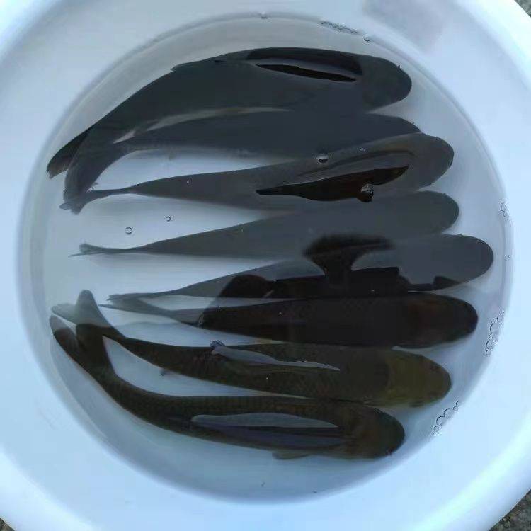 华广水产草鱼苗淡水皖鱼苗淡水长江草鱼苗大种草鱼鱼苗