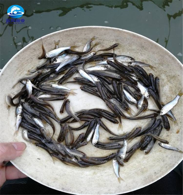 鯪魚苗麥鯪魚苗土鯪魚水花苗