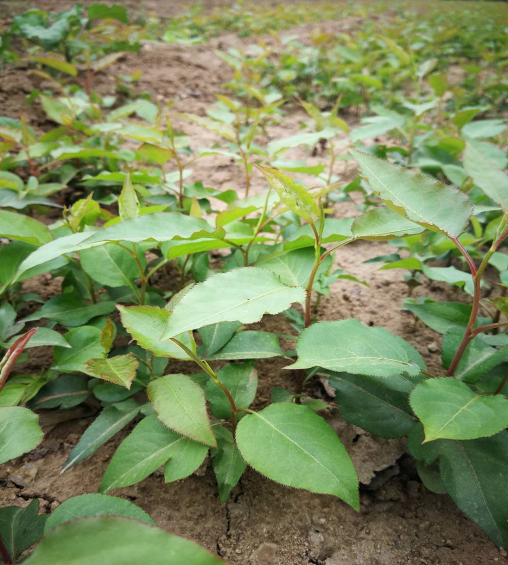 【新梨7号梨苗旺运苗木果树苗梨树苗50棵起批柱状梨树小苗价格】价格_