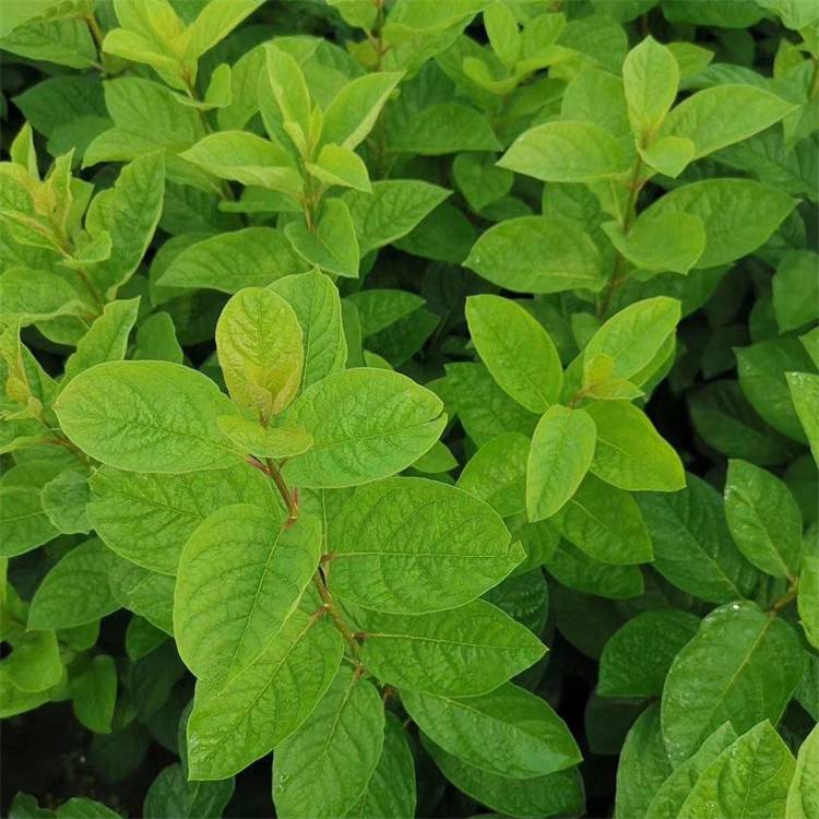 基地供应红丁香篱园林景观工程绿化苗行道绿篱灌丛美化