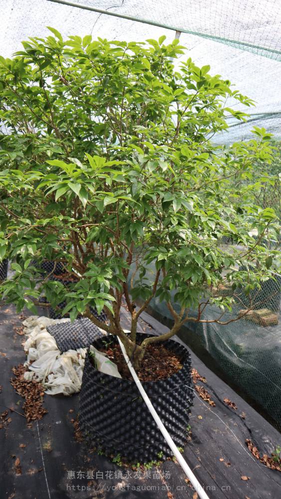 四季早生红妃嘉宝果树苗大苗当年结果满满实物图拍照确认别墅庭院种植