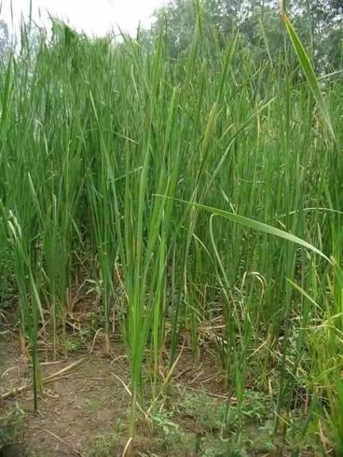 挺水植物香蒲苗水烛蒲草菖蒲蒲黄棒池塘湿地公园水生植物绿化