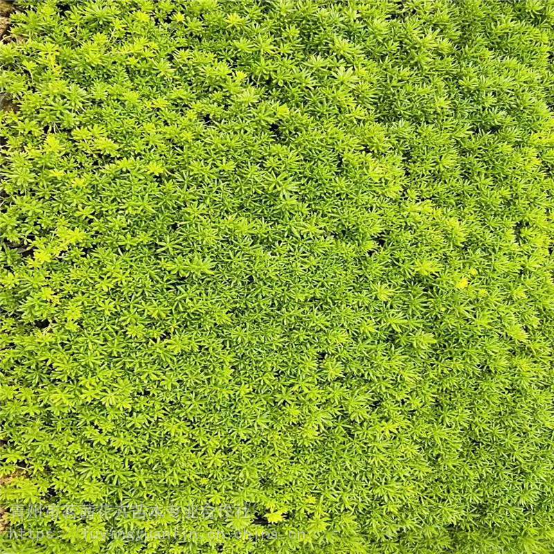 佛甲草一平方栽多少佛甲草草坪报价佛甲草种植基地