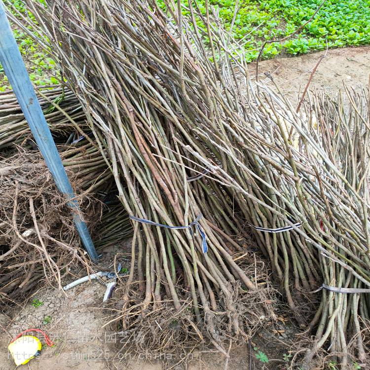 紫藤小苗是以高度定价比如80-1米高度价格2元一棵,大紫藤是以树杆的粗