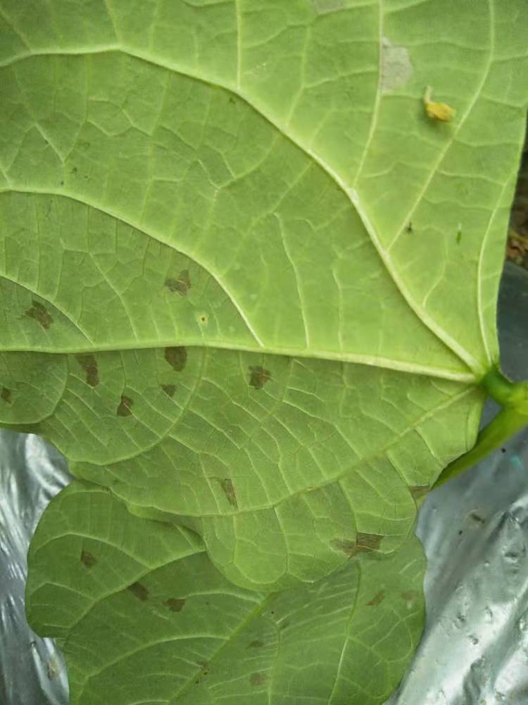 豆角细菌性角斑病发病症状豆角细菌性角斑病怎么