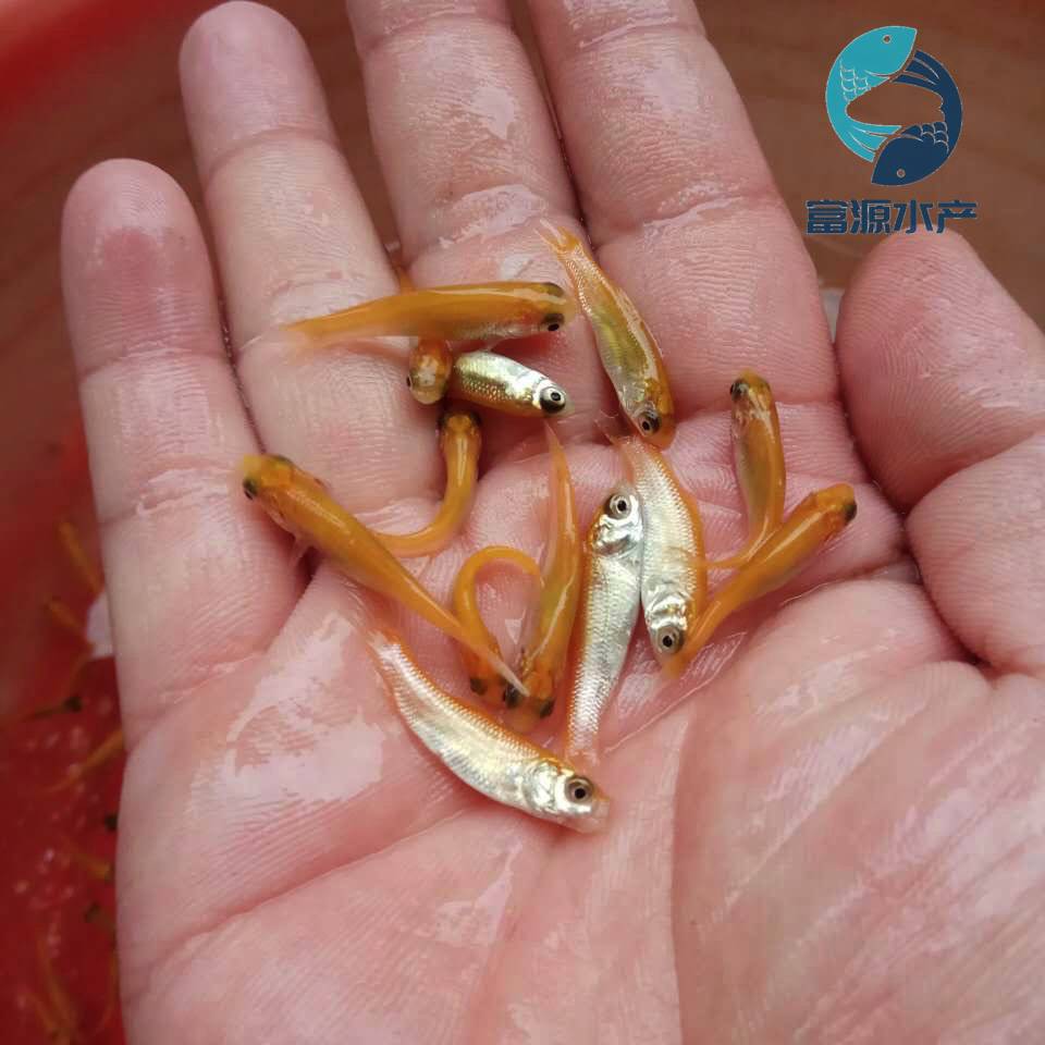 金草鱼苗批发金丝草鱼苗出售黄金鲩养殖基地