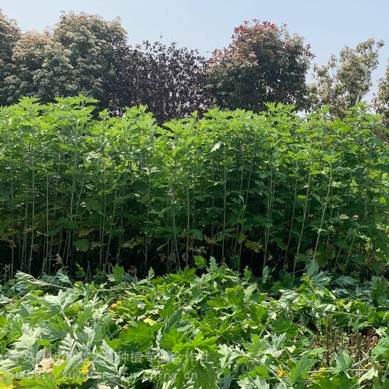 大叶艾灸艾草种植品种艾草根艾苗艾草种子