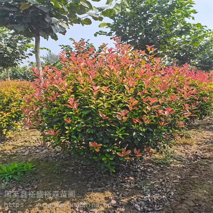 西安红叶石楠基地植物围墙 树苗草皮种子 陕南红叶石楠基地