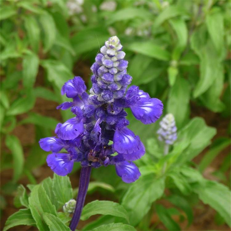 宿根地被花卉兰花鼠尾草耐寒园林花坛美化绿化