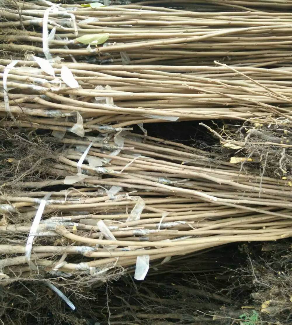 牛心柿子苗品种多大秋小柿子树苗当年嫁接当年结果