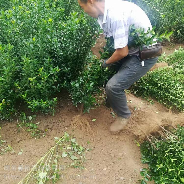 精修圆体冬青球杨凌花圃 耐修剪四季冬青 园林绿化苗木