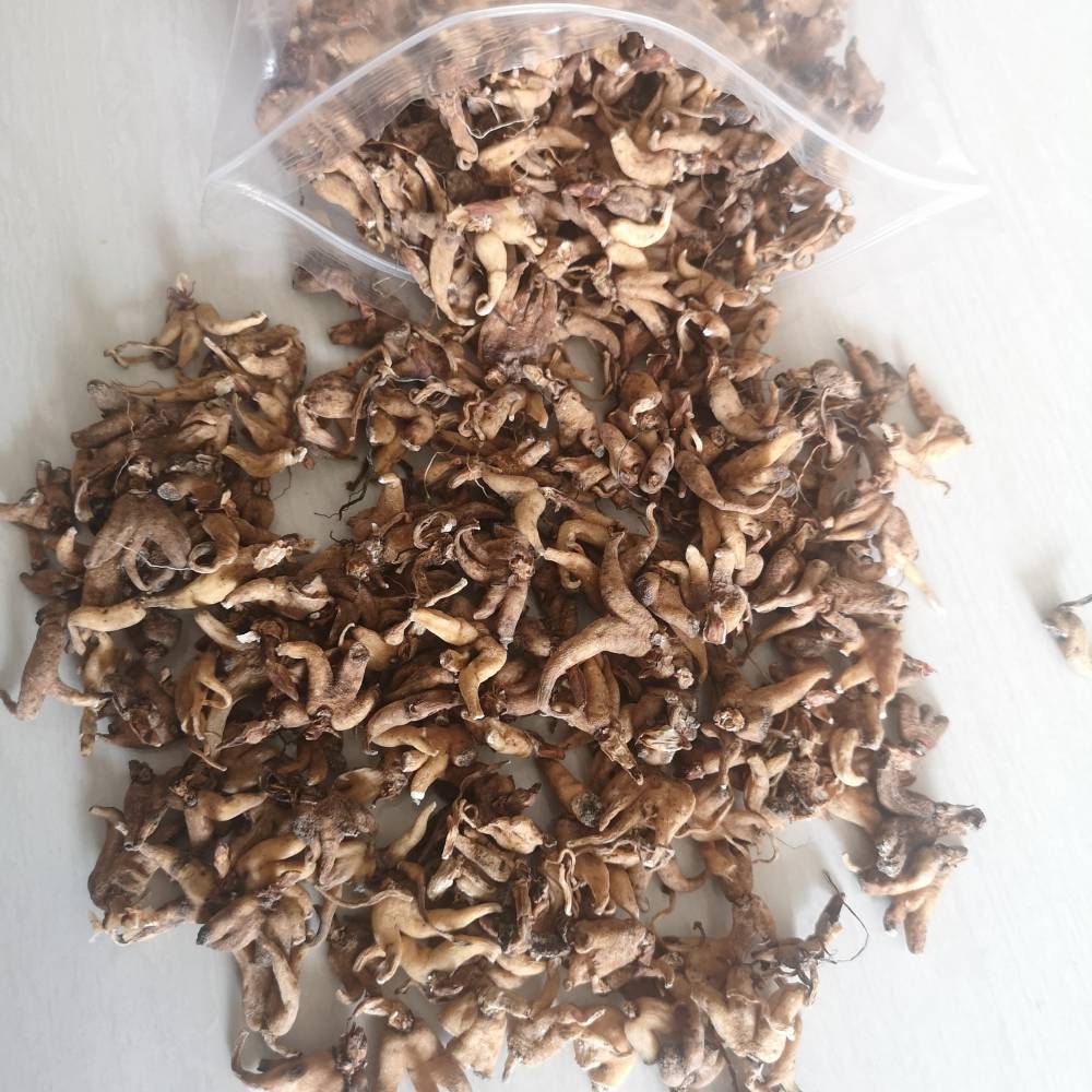 正宗手掌参藏三七佛手参兰掌参手儿参阴阳参批发图片