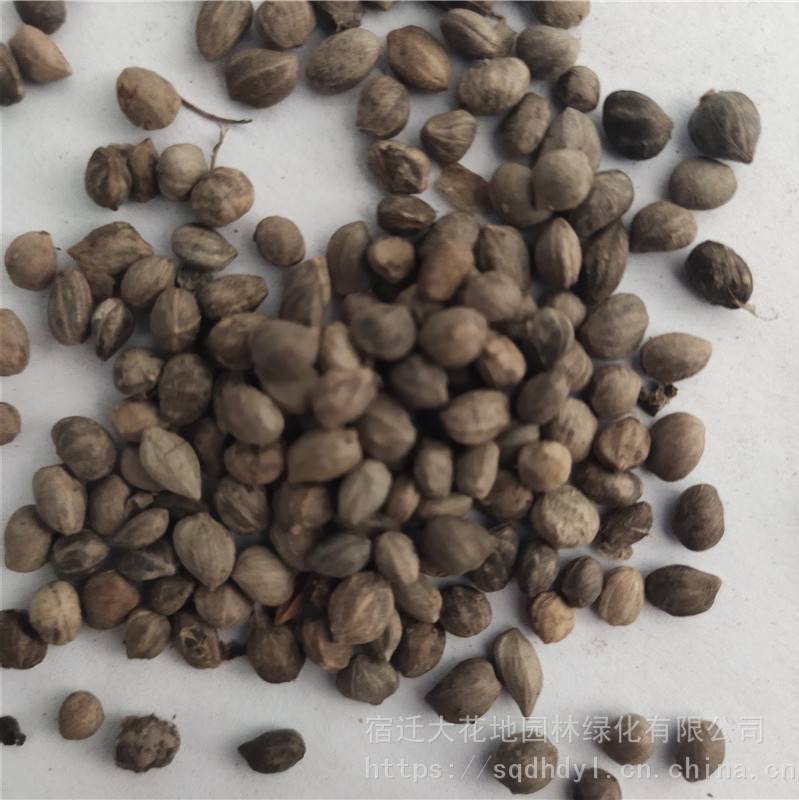 新采灌木种子红瑞木种子发芽率高价格便宜批发价