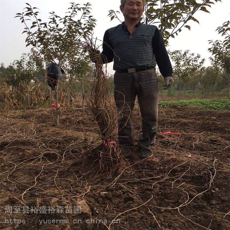 巴彦淖尔爬山虎裸根苗 喜阴爬藤小苗抓土y15