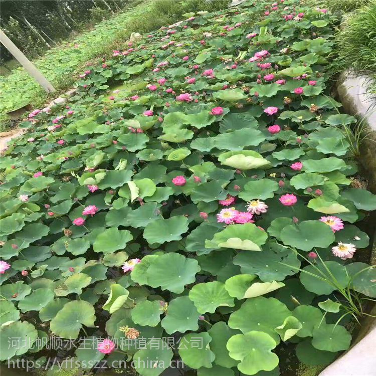 系藍綠色系, 綠色系規格50cm是否跨境貨源否花型重瓣園林用途溼地綠化