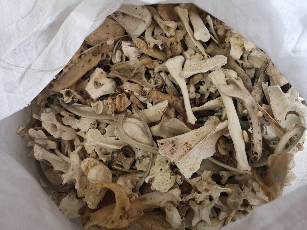 中药材狗骨功效与作用骨骼狗骨头狗骨骼骨头