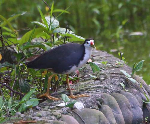 2020白面鸡******绝杀音mp3