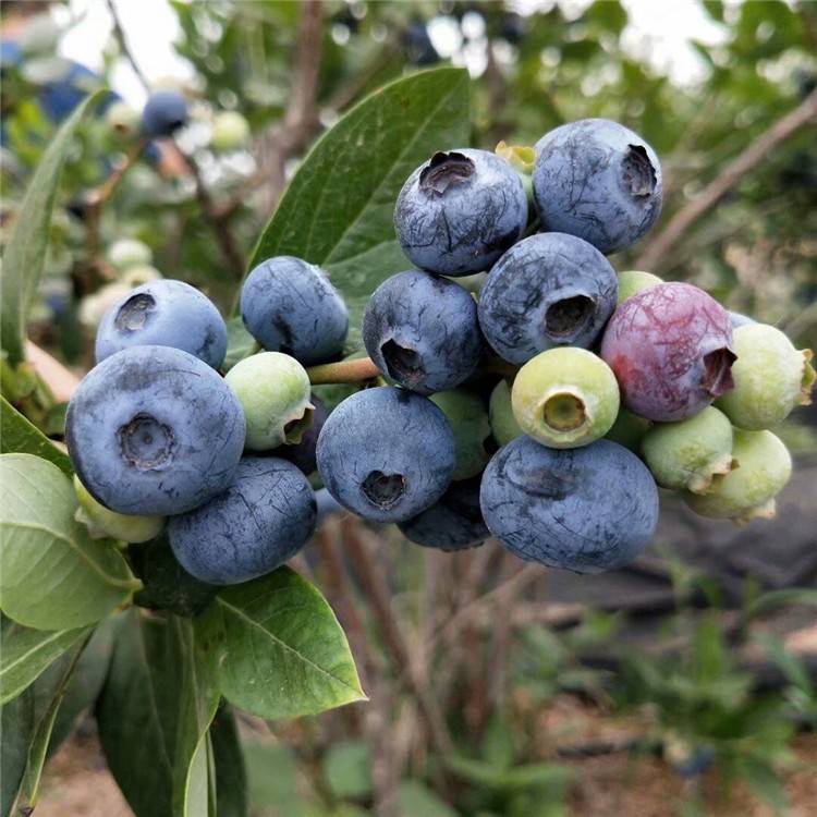 【追雪蓝莓苗种植技术图片】追雪蓝莓苗种植技术图片大全 - 泰安开发