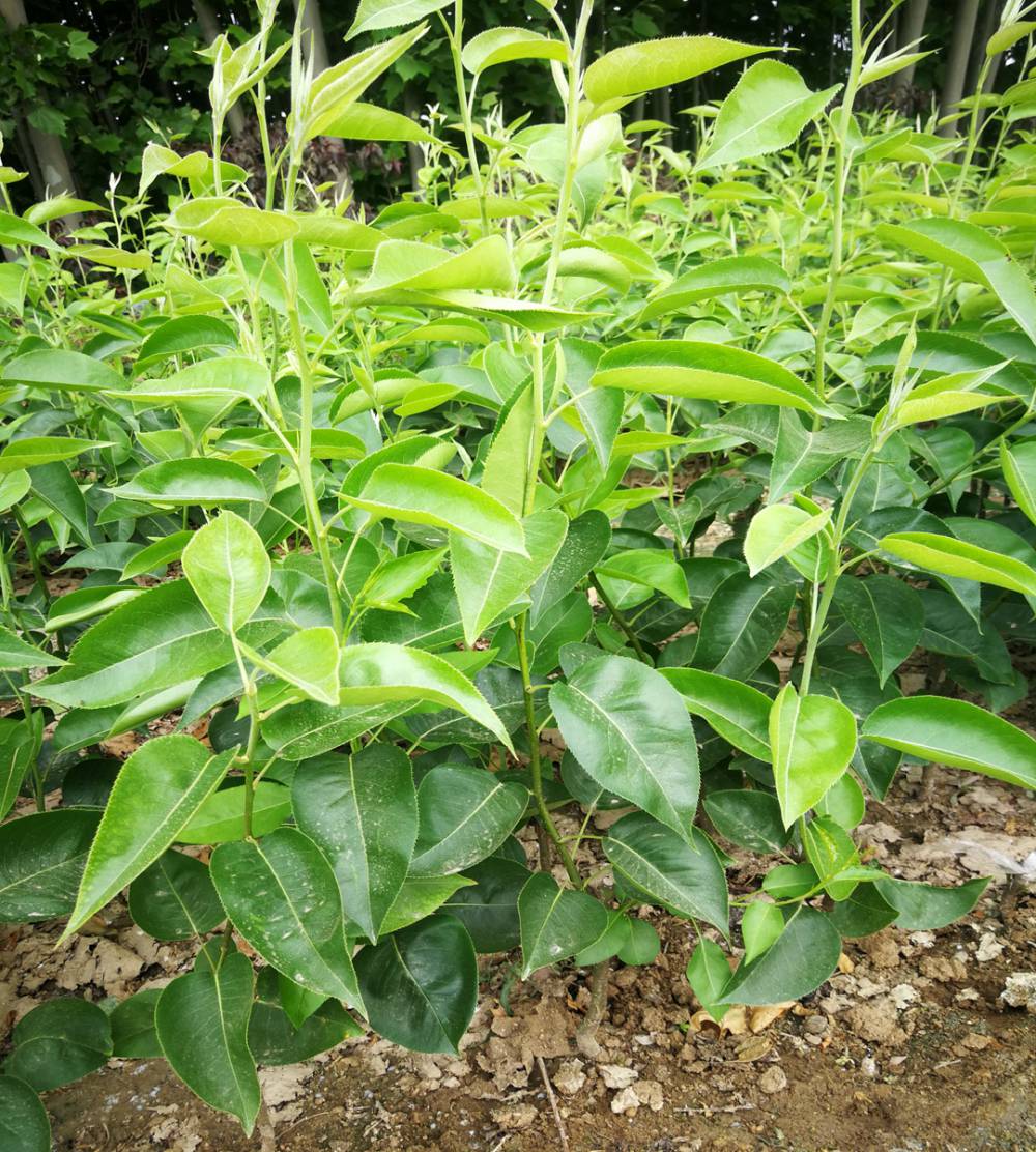 贵妃梨***果树苗厂家梨树苗梨树小苗多少钱一颗批发梨树小苗