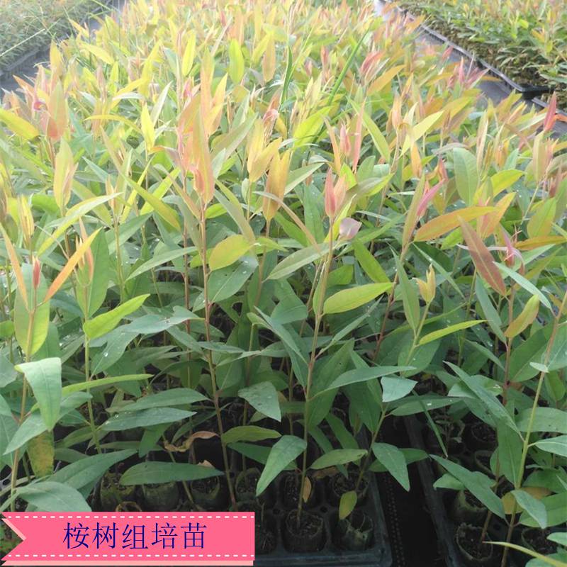 桉树苗 组培苗 桉树24号 26号 28号 29号 广9 速生桉 营养杯苗