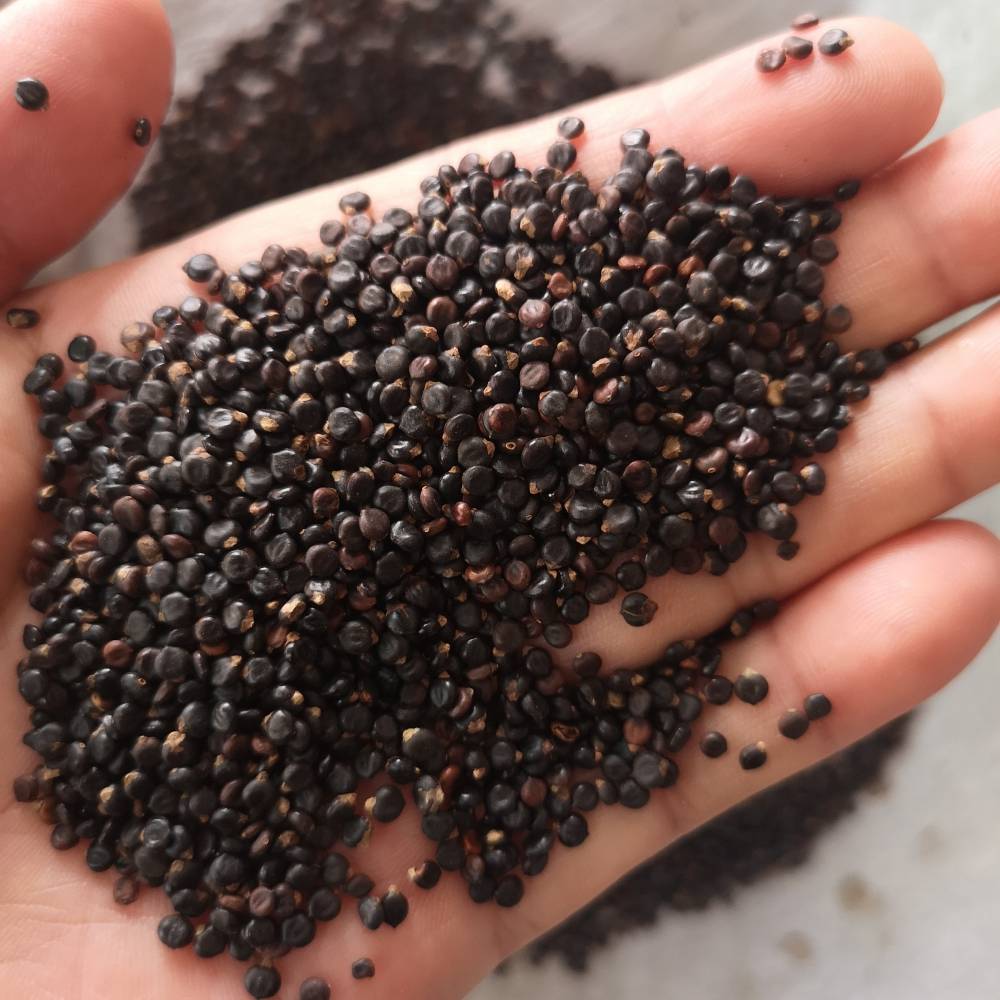 中药材水红花籽的药用价值水红花籽批发