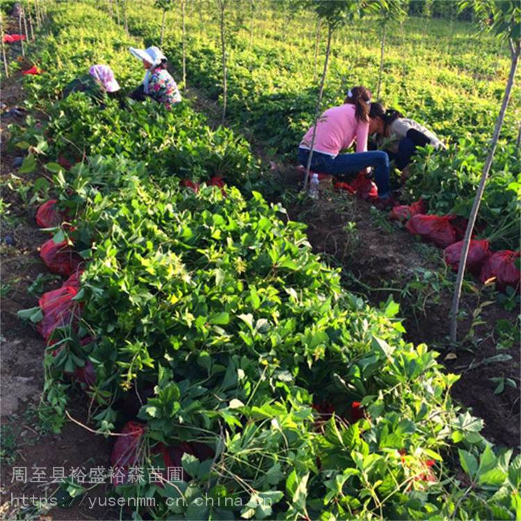 固原苗子爬墙虎直径 爬藤盆栽植物 爬山虎苗圃