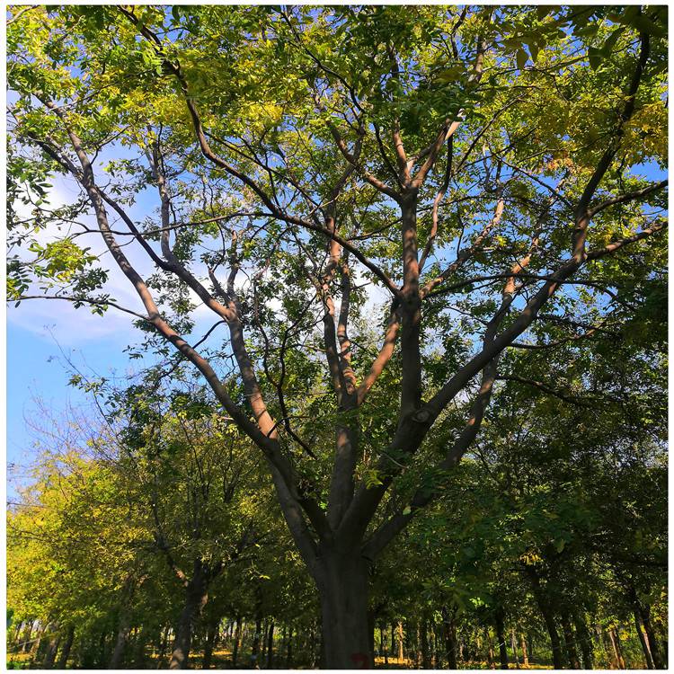 用皂刺泡水喝,对清除口腔溃疡有非常好的效果;它还有化解毒脓的功效