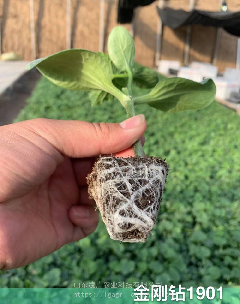 定海神砧黄瓜砧木种子嫁接黄瓜瓜条油亮亲和性好根系旺盛图片