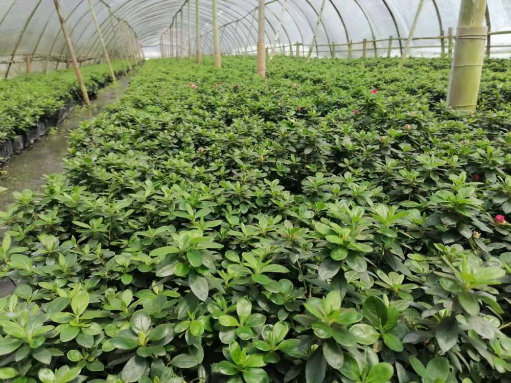 四川泸州西洋鹃盆景种植基地比利时杜鹃花