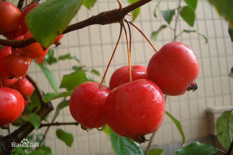 河南省春晖牌冬红果海棠盆景长寿果盆景小苹果盆景三年生带过果南北均