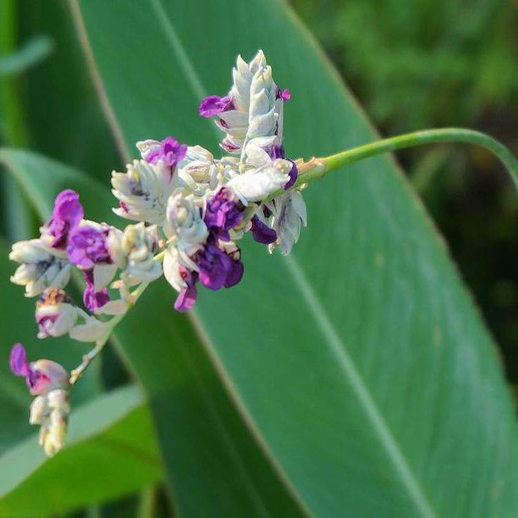 山东花卉基地出售再力花 水生植物再力花绿化工程 茗茜花卉 园林批发