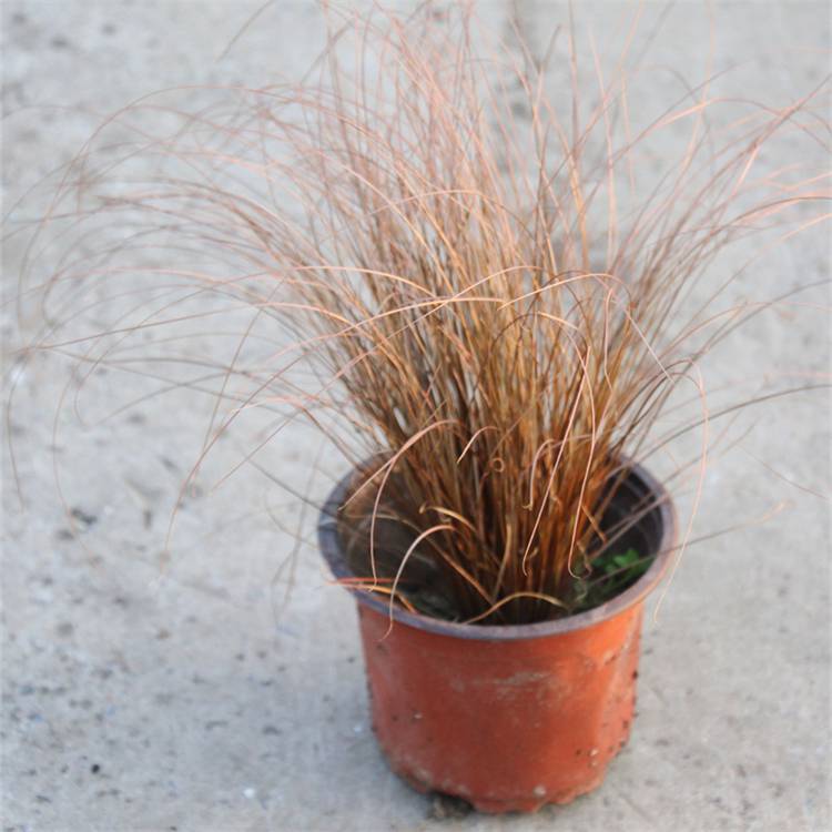 苗圃出售棕叶苔草园林花坛花镜绿化景观用草棕红苔草