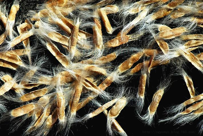 2019年楸树种子多少钱一斤楸树种子怎么样楸树种子收购价格