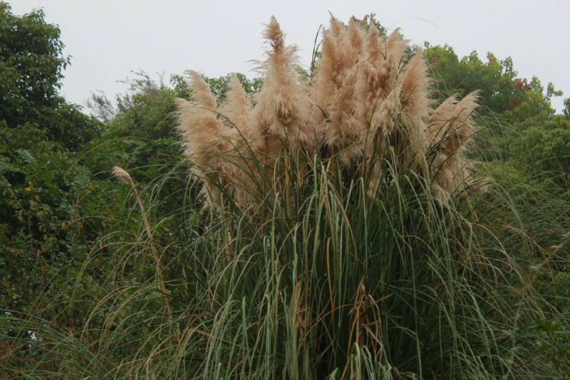 四川水生植物基地2019紫叶芦苇报价及大量供应