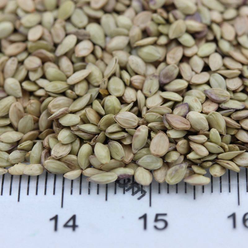 百喜草草坪种子高速护坡边坡绿化草籽批发工程绿化图片