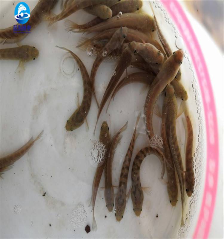 花星魚苗求購花斑魚苗花星魚苗魚苗場批發