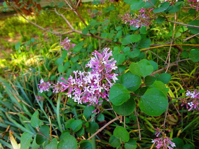 包括高羊茅,黑麦草,早熟禾,混播,翦股颖,马蹄金,中华结缕草,狗牙根,白