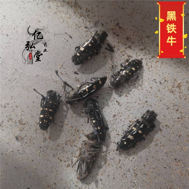 野生黑天牛批发星天牛桑天牛