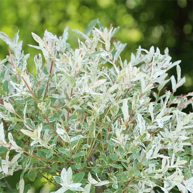 行道盆栽观赏彩叶杞柳球城乡绿化环境美化固土护坡树种