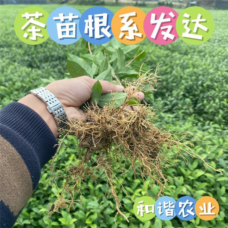 茶树苗价格图片