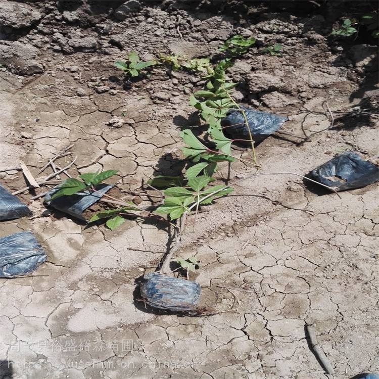 巴彦淖尔爬山虎裸根苗 喜阴爬藤小苗抓土y15