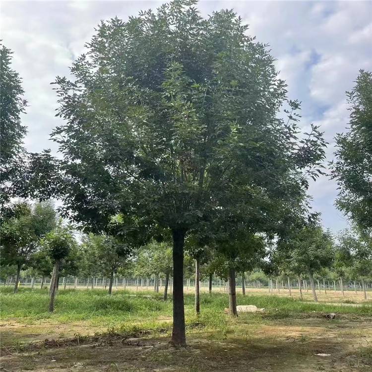 18公分白蜡丛生金叶白蜡行道庭荫观赏树适应性强