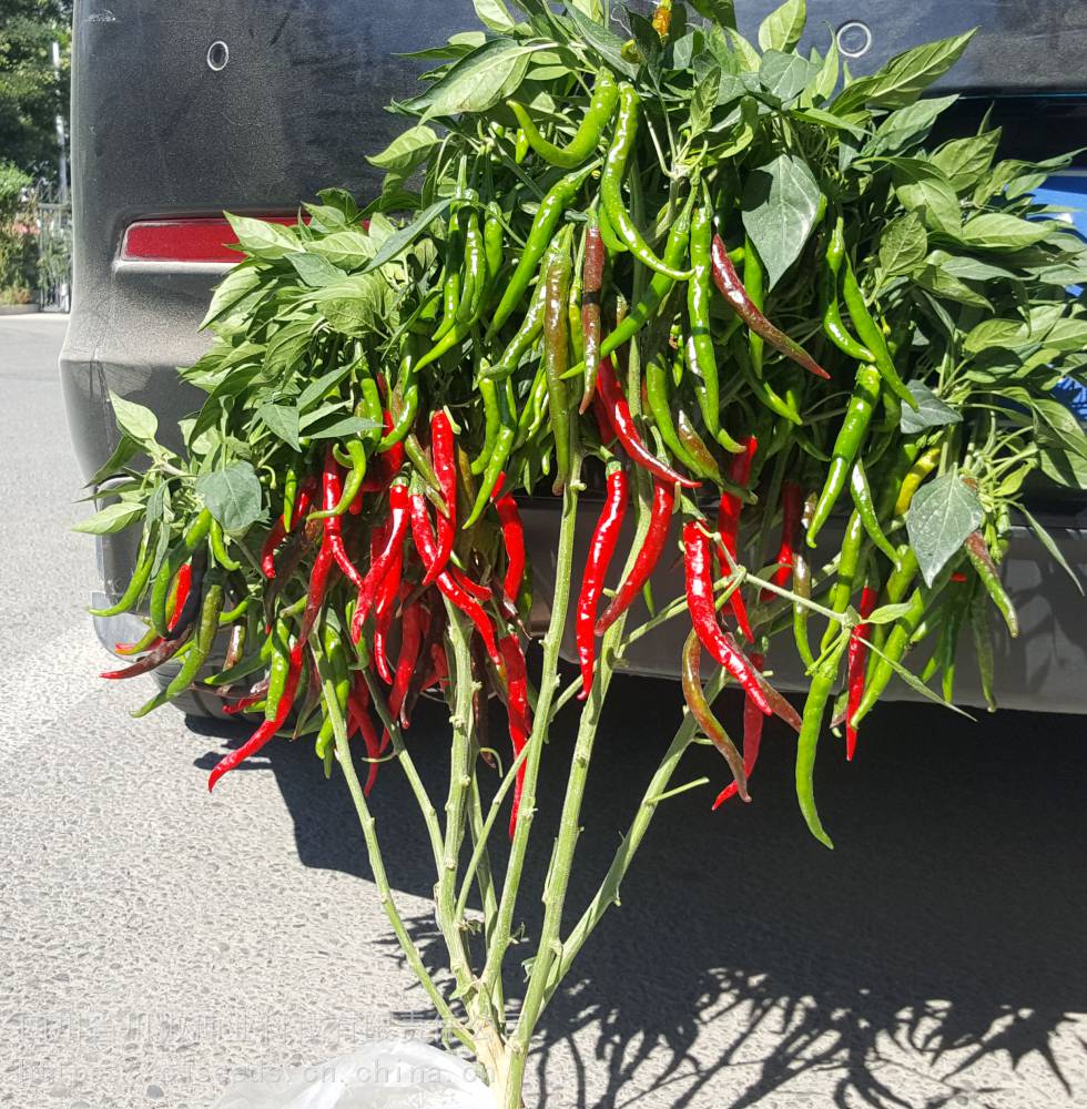 辣椒种子-朝地椒