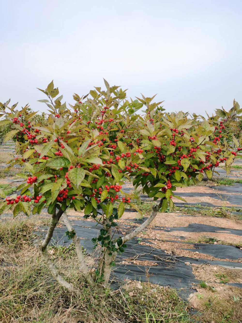 北美冬青芽苗图片