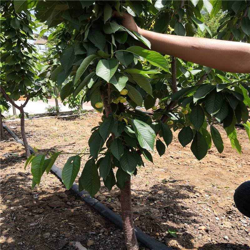 山东日照k5樱桃砧木成活率高