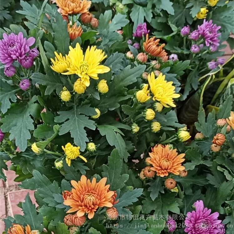 山东潍坊小雏菊批发小雏菊价格十一组摆菊花种类 中国供应商